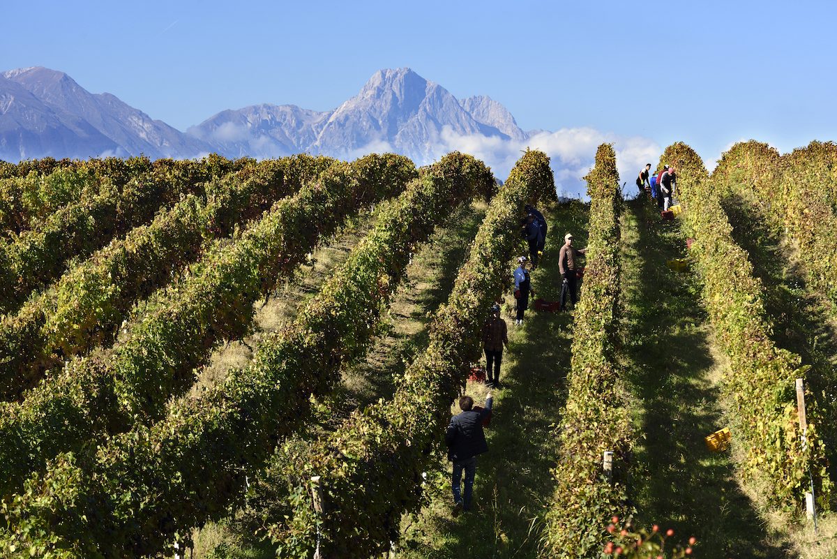 Abruzzo vineyards with Gran Sasso in the background