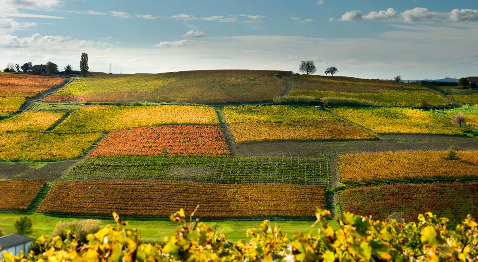 Alta Langa vineyards on the high hills south of Alba