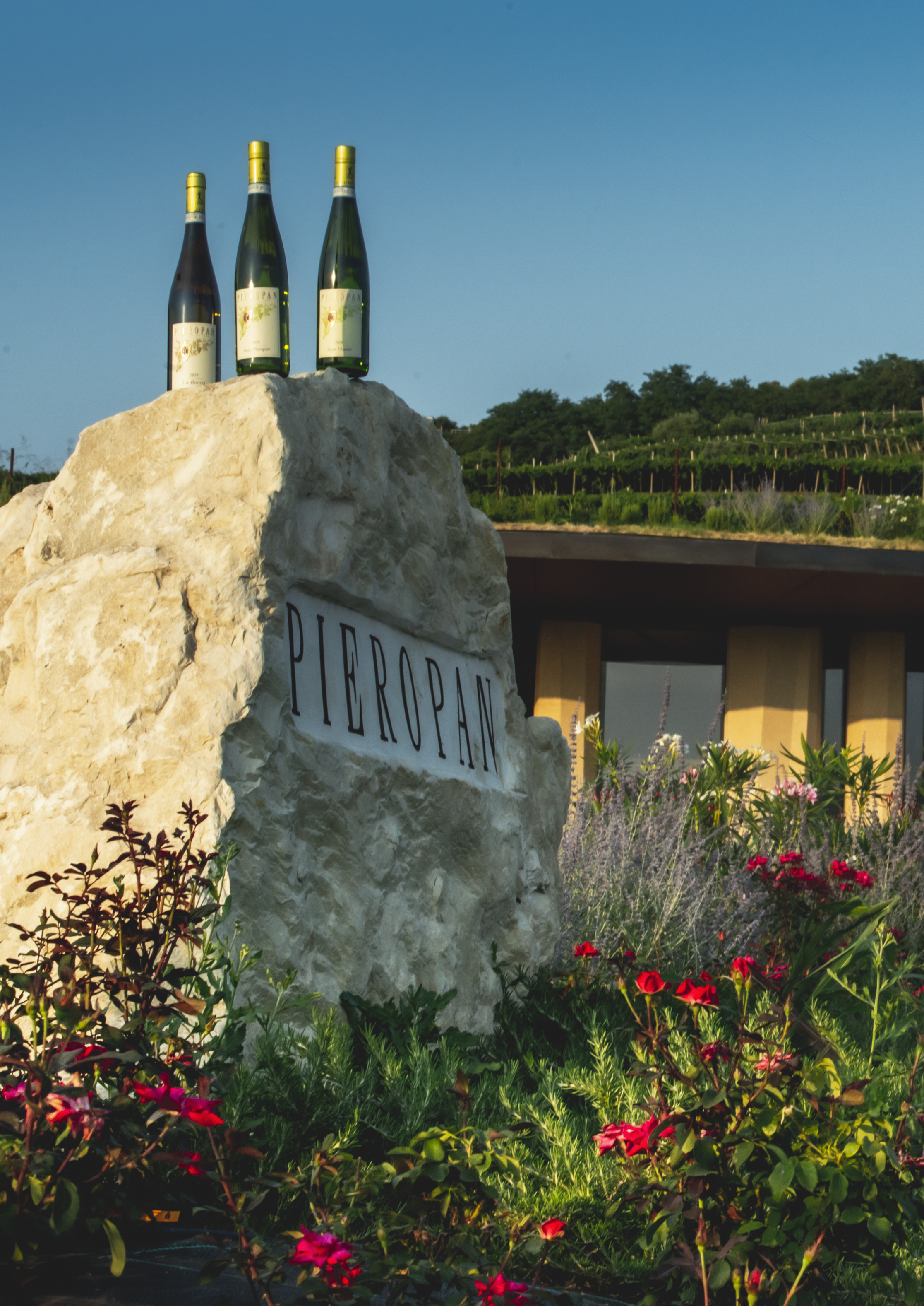 Wine Cup 2026 champion — Pieropan Soave Classico La Rocca
