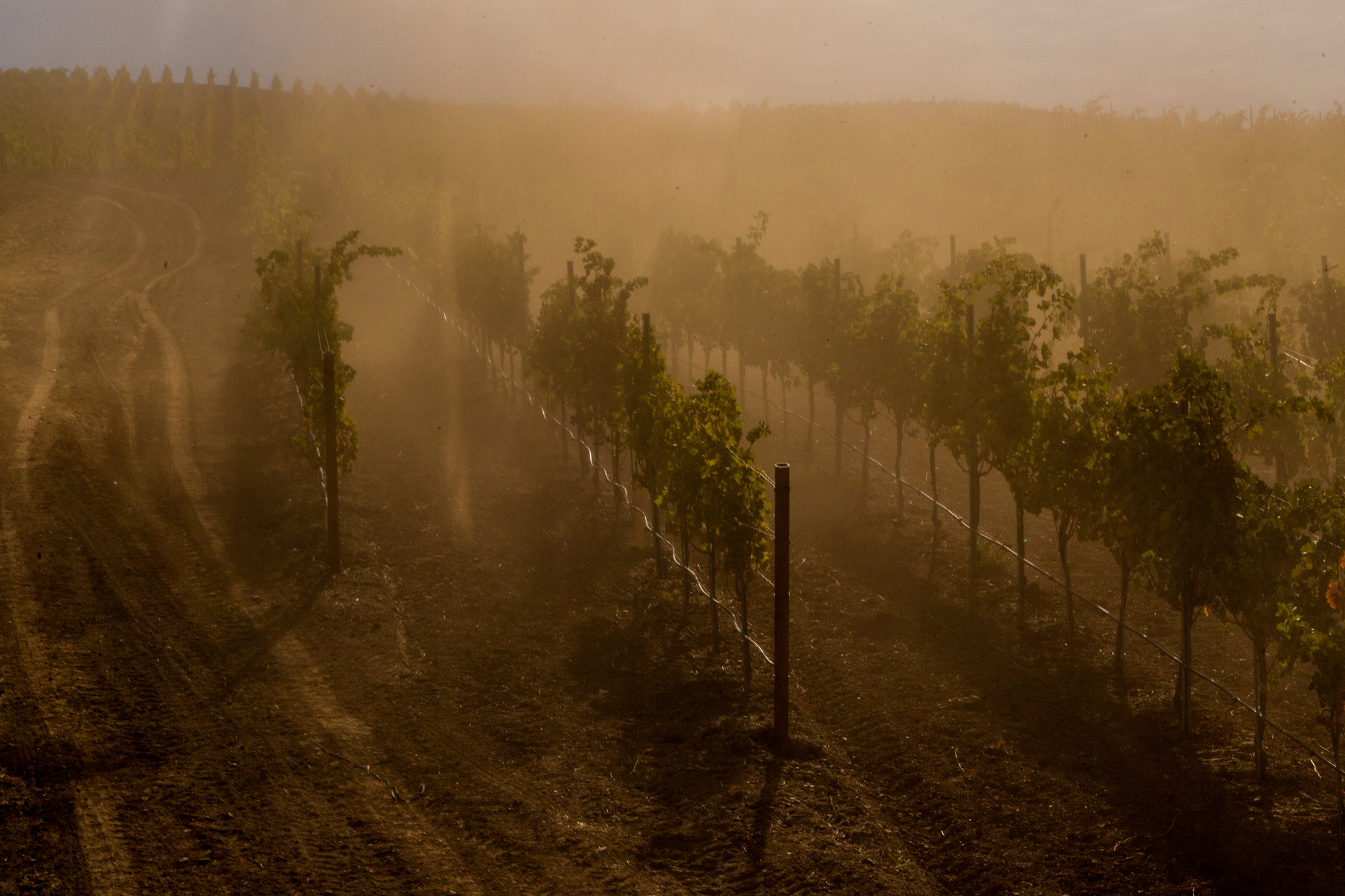 A sun-scorched European vineyard under a hazy summer sky